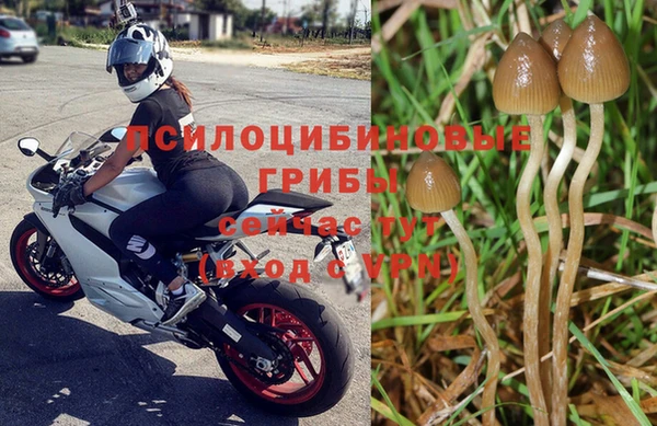 индика Богданович